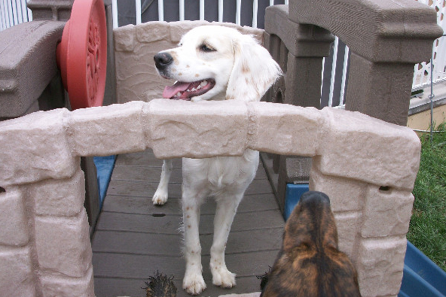 About the Breed