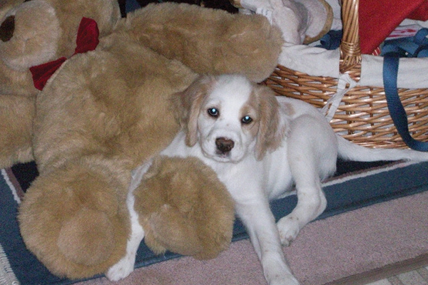 PUPPIES FOR SALE